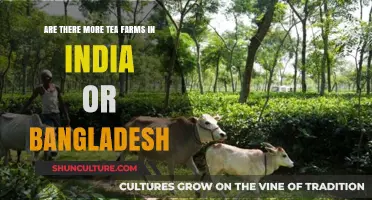 Comparing Tea Production: India vs. Bangladesh - Which Has More Farms?