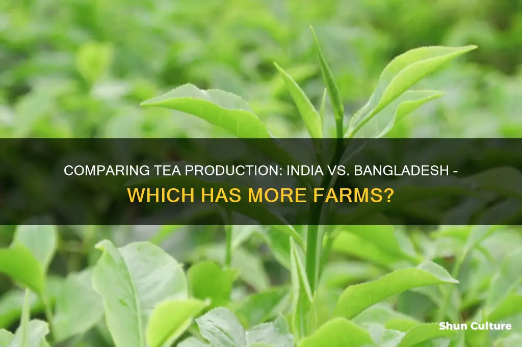 are there more tea farms in india or bangladesh