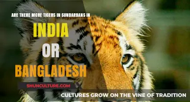 Tigers in Sundarbans: India vs. Bangladesh Population Comparison