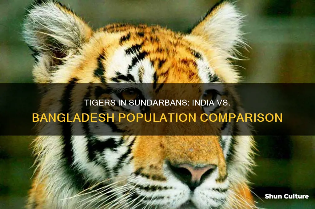 are there more tigers in sundarbans in india or bangladesh
