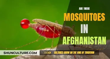 Biting Realities: Navigating the Mosquito-borne Illnesses in Afghanistan