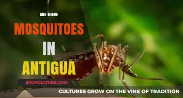 Mosquitoes in Antigua: What Travelers Need to Know Before Visiting