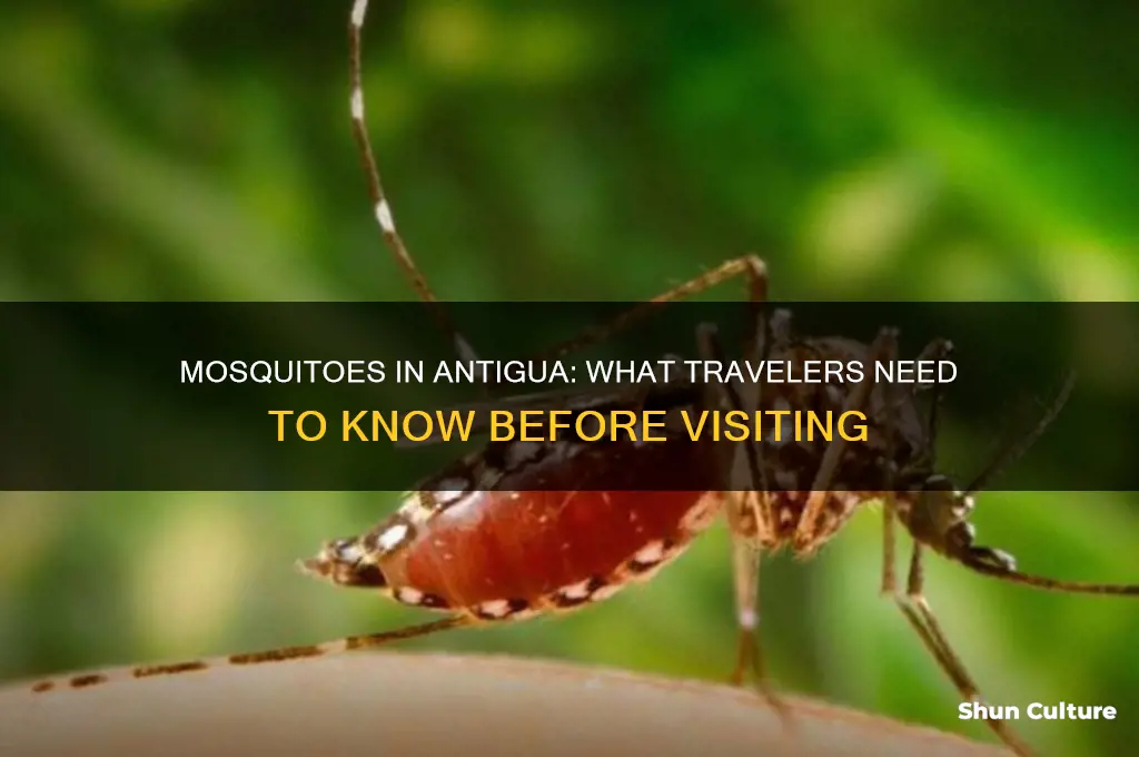 are there mosquitoes in antigua