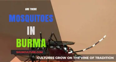 Exploring Myanmar: The Truth About Mosquitoes in Burma