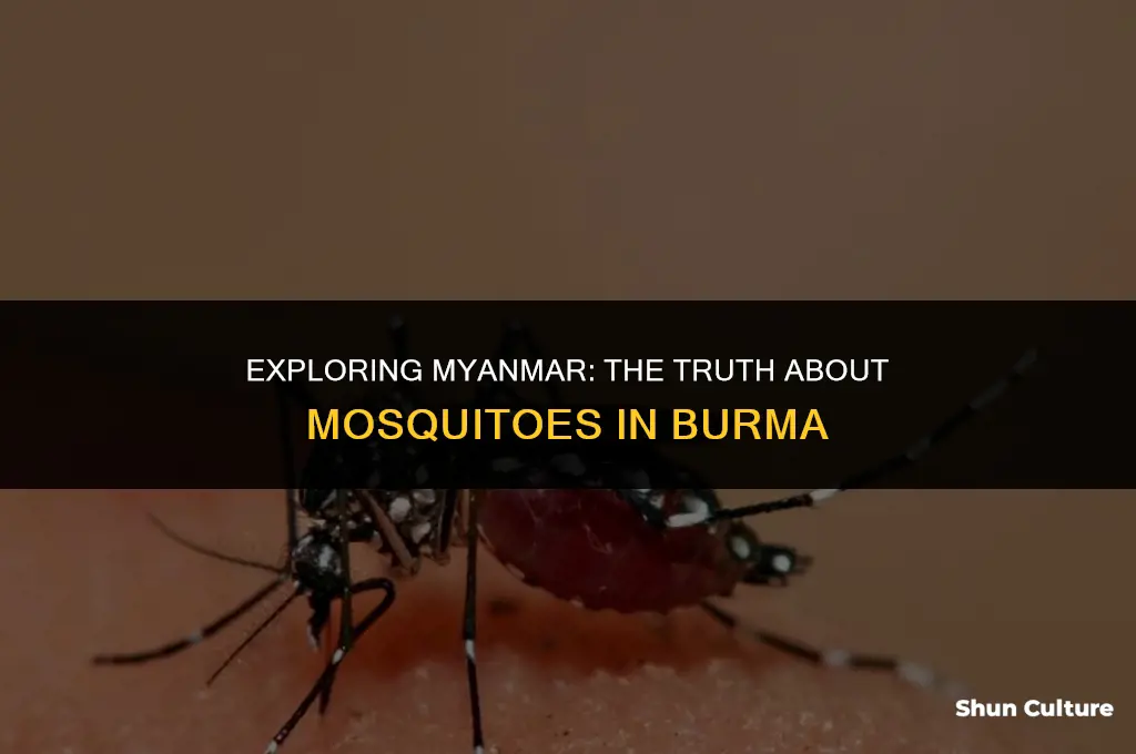 are there mosquitoes in burma