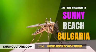 Sunny Beach, Bulgaria: A Mosquito-Free Paradise or Not?
