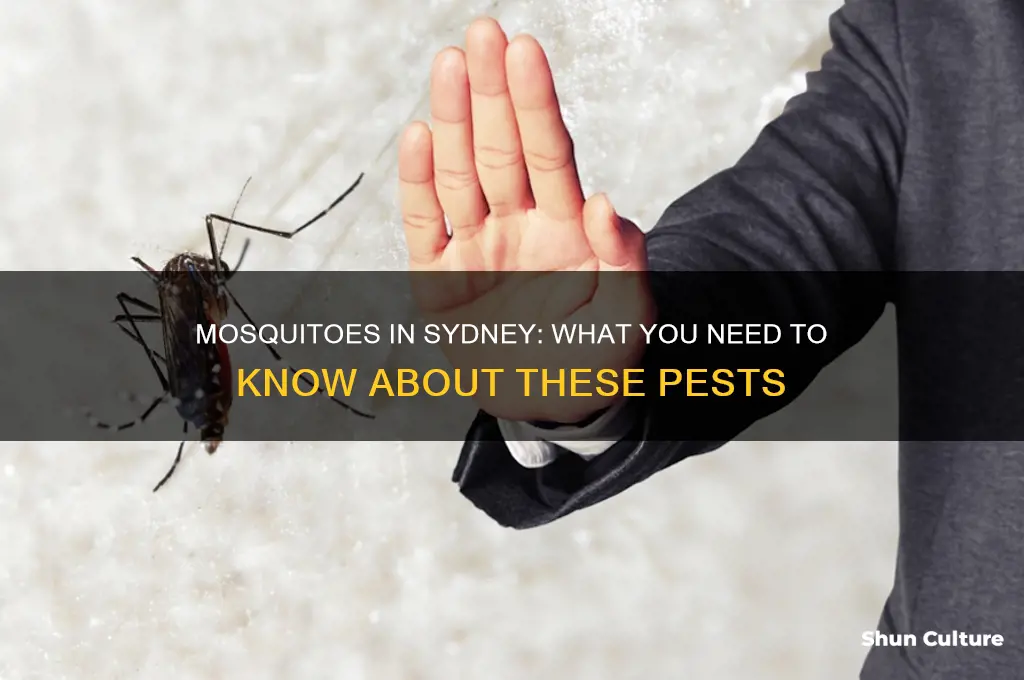 are there mosquitoes in sydney australia