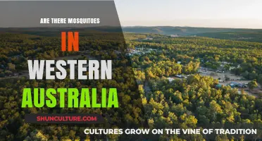 Mosquitoes in Western Australia: What's the Deal?