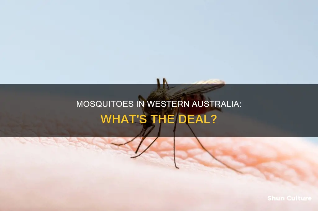 are there mosquitoes in western australia