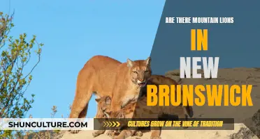 Mountain Lions: New Brunswick's Mystery