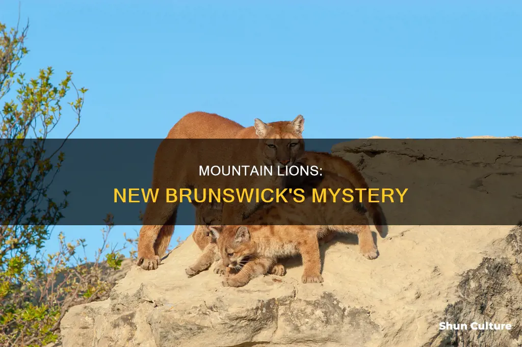 are there mountain lions in new brunswick