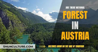 Exploring Austria's National Forests: A Natural Wonder