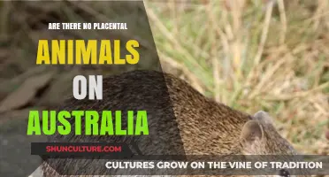 Placental Animals: Why Are They Absent in Australia?