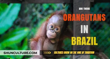 Orangutans in Brazil: Unraveling the Myth of Their Presence