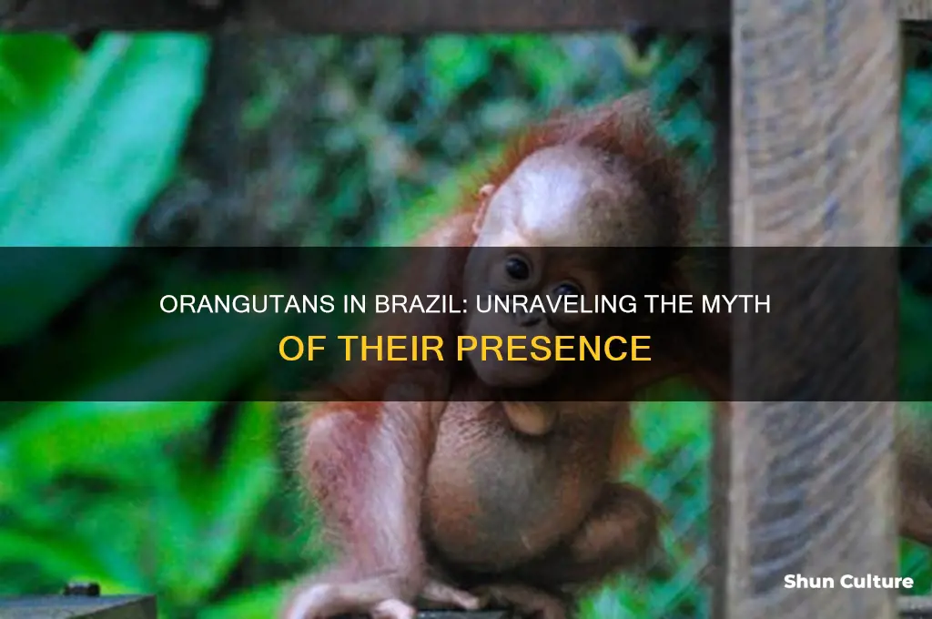 are there orangutans in brazil