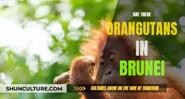 The Orangutans of Brunei: A Natural Treasure