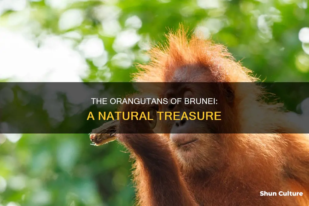 are there orangutans in brunei