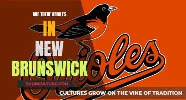 Orioles in New Brunswick: Where to Find Them