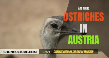 Ostriches in Austria: A Bird's-Eye View