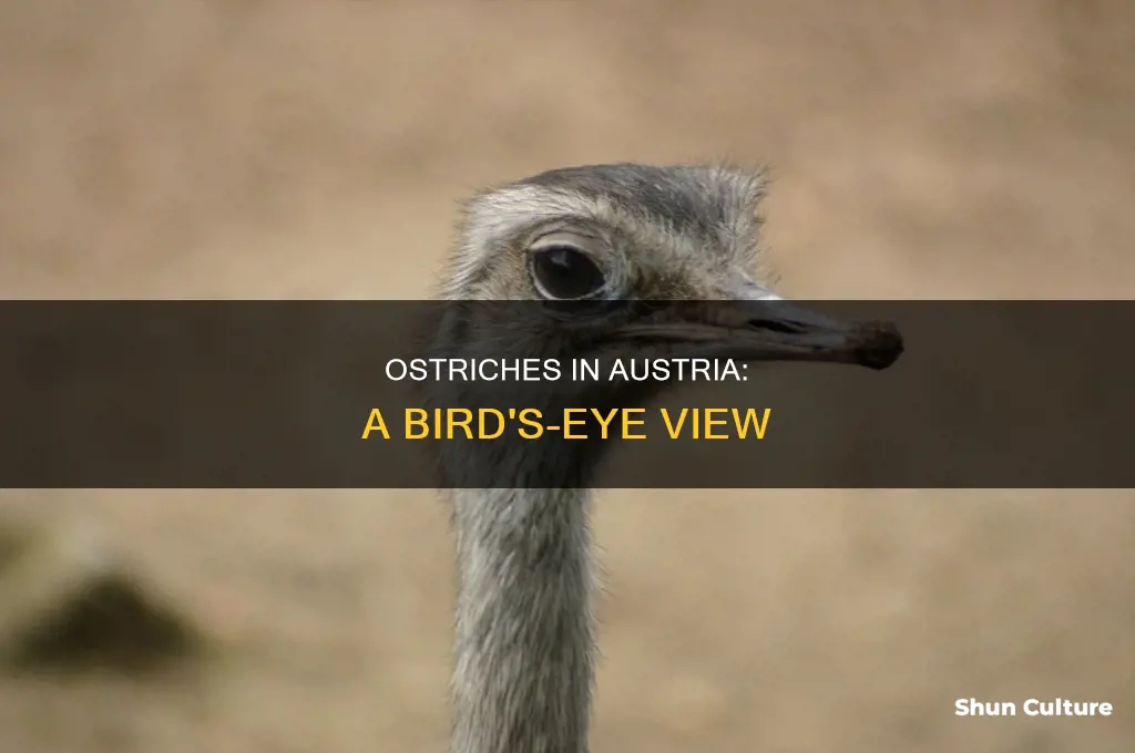 are there ostriches in austria