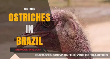 Ostriches in Brazil: Myth or Reality? Exploring the Truth