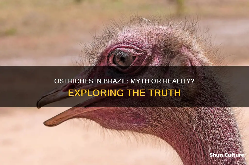 are there ostriches in brazil