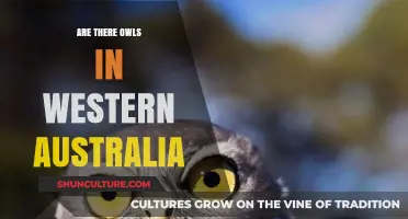 Owls in Western Australia: What You Need to Know