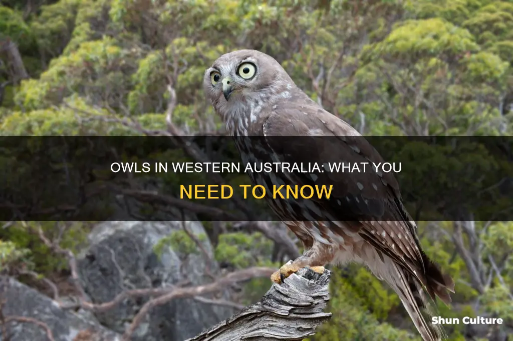are there owls in western australia