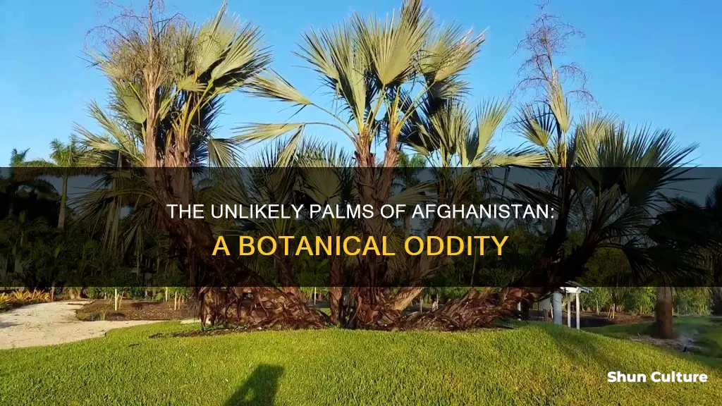 are there palm trees in afghanistan