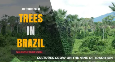 Palm Trees in Brazil: Exploring Their Presence and Cultural Significance