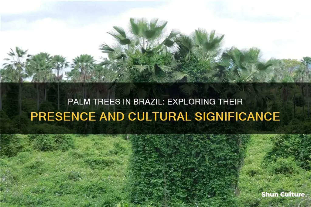 are there palm trees in brazil
