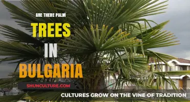 Exploring Bulgaria's Landscapes: The Surprising Truth About Palm Trees