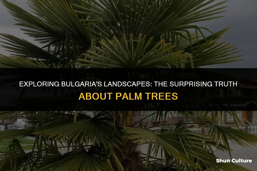 are there palm trees in bulgaria