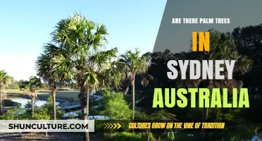 Palm Trees in Sydney: Fact or Fiction? Exploring Australia's Coastal Flora