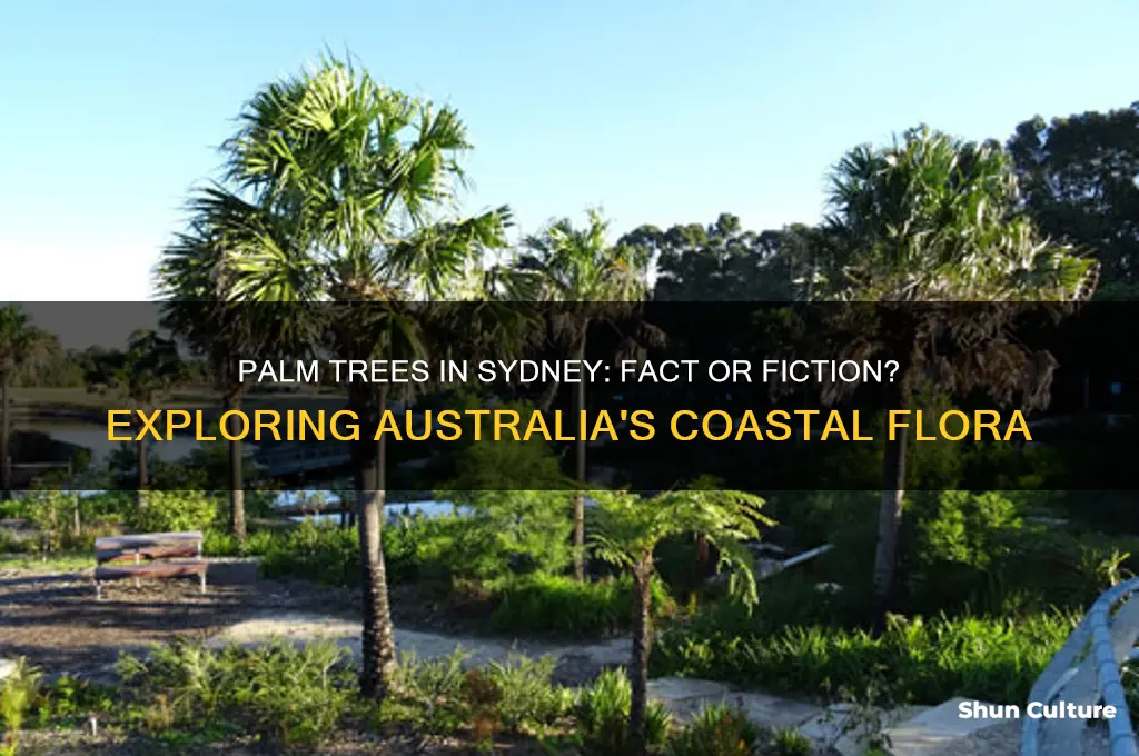 are there palm trees in sydney australia
