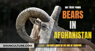 The Elusive Panda Bear: Unveiling Afghanistan's Wildlife Secrets