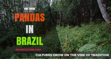 Are There Pandas in Brazil? Unraveling the Myth and Reality