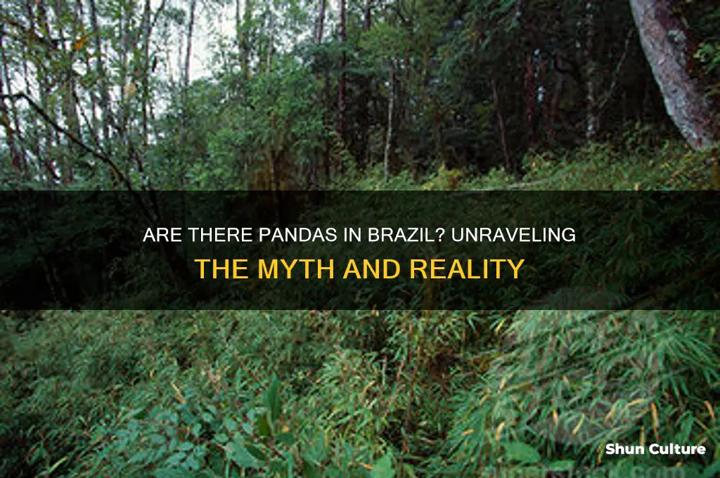 are there pandas in brazil