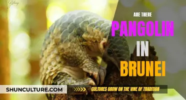 Pangolin Presence in Brunei: Myth or Reality?