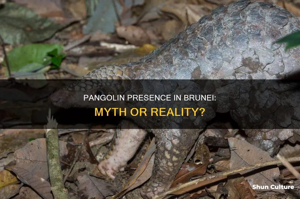 are there pangolin in brunei