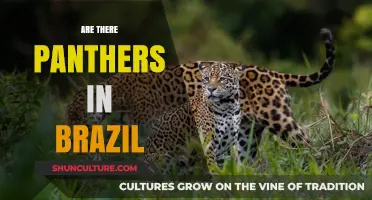 Do Panthers Roam Brazil's Wild Landscapes? Unveiling the Truth