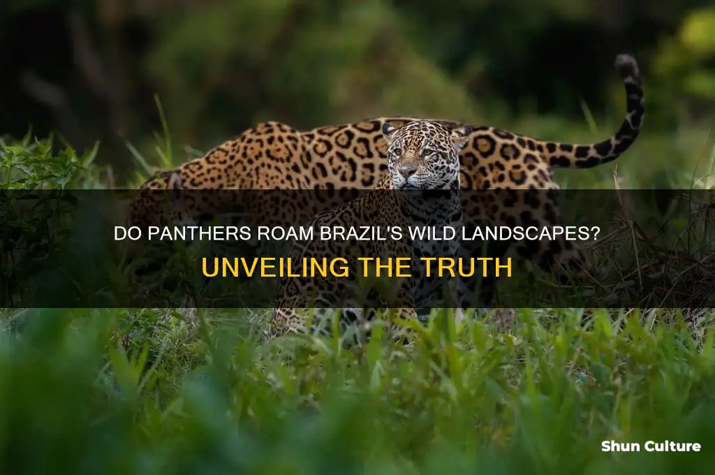are there panthers in brazil