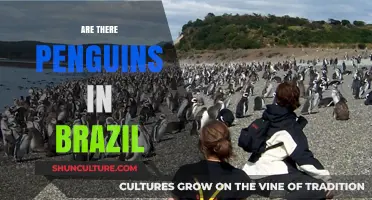 Do Penguins Live in Brazil? Exploring South America's Wildlife Myths