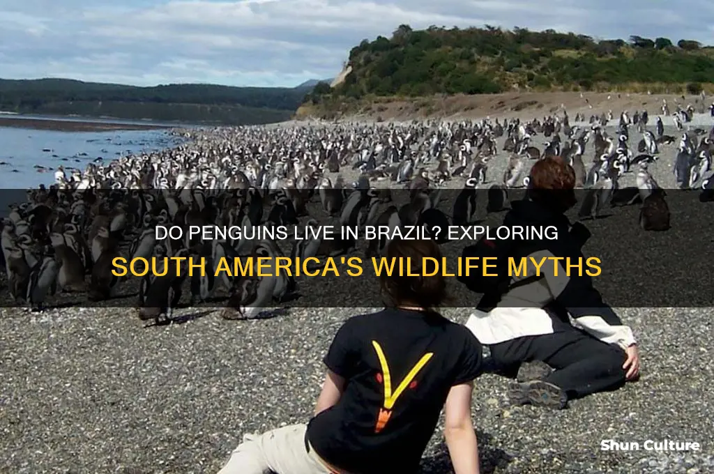 are there penguins in brazil