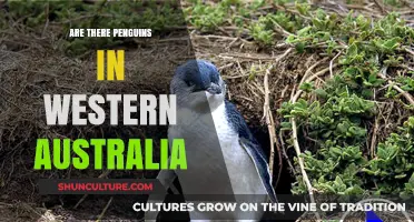 Penguins in Western Australia: Fact or Fiction?