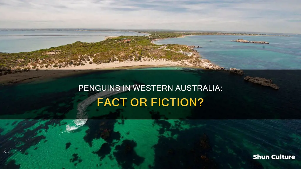 are there penguins in western australia