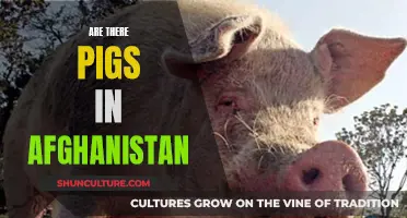 The Presence of Pigs in Afghanistan: Cultural and Economic Significance