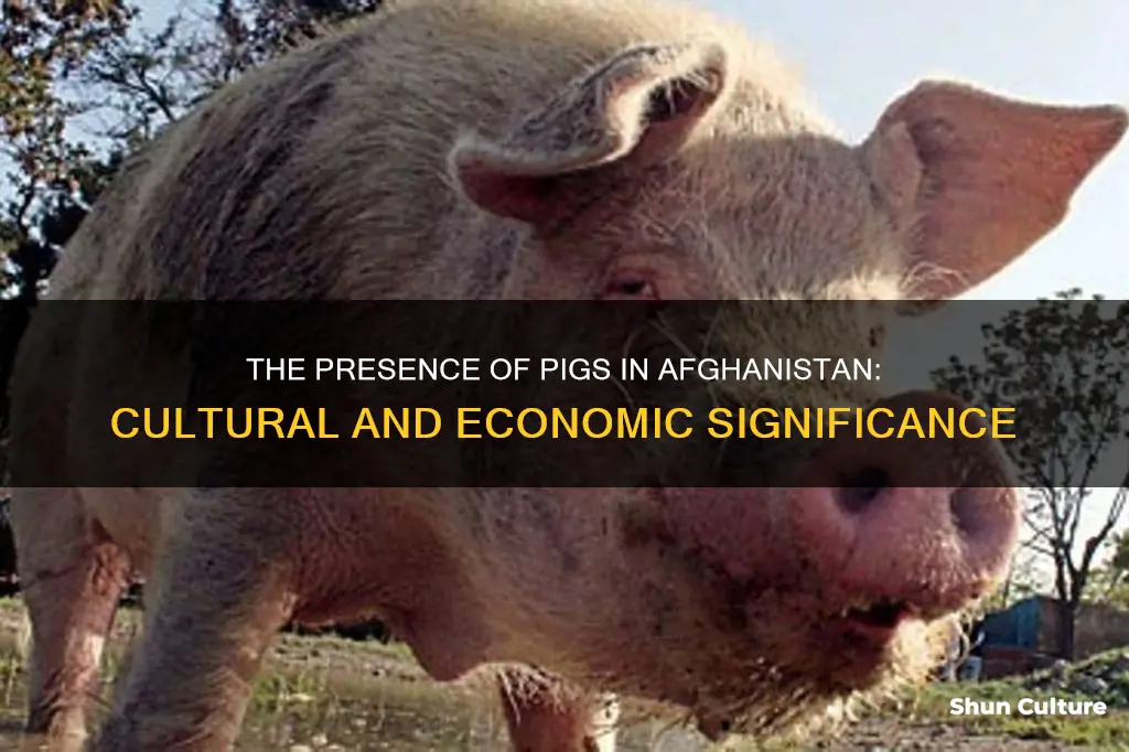 are there pigs in afghanistan