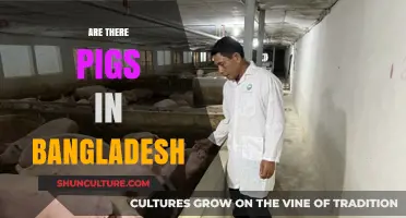 Exploring Bangladesh's Livestock: Do Pigs Roam in This South Asian Nation?
