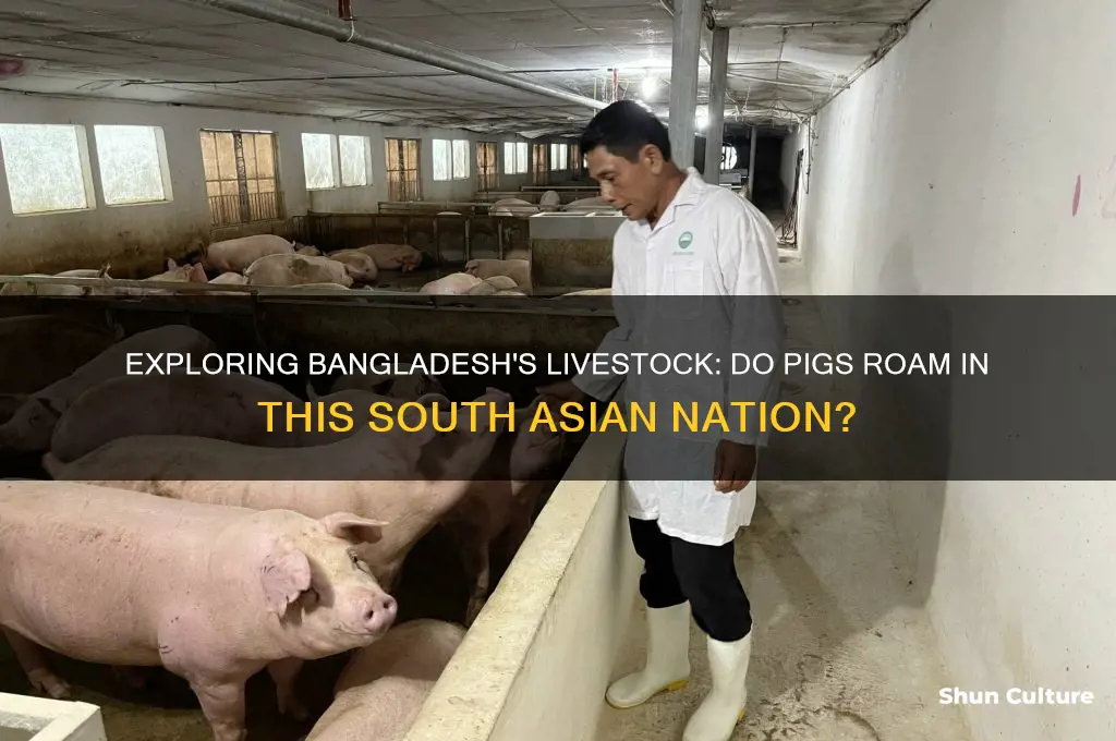 are there pigs in bangladesh